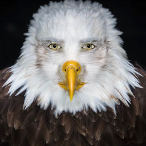 Meet your Posher, Mason